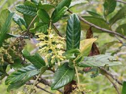 Image result for Bertiera