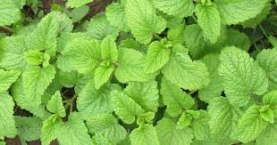 Benefits Of Melisa Tea To Skin Benefitofmelisateatoskin Benefits Melisateatoskin Lemon Balm Tea Lemon Balm Oil Lemon Benefits