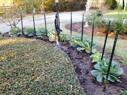 Fall vegetable gardening guide for texas larry stein and joe masabni* most gardeners plant their vegetables in the spring to harvest in late spring to early summer. East Texas Winter Garden Vegetables Texas Forest Country Living