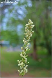 8 Top Medicianl Uses Of Aerva Lanta Polpala Cherula Sirupeelai Wildturmeric Medicinal Herbs Us Health Health Benefits
