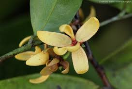 Image result for Artabotrys monteiroae