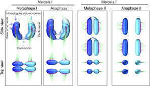 We did not find results for: Alternative Meiotic Chromatid Segregation In The Holocentric Plant Luzula Elegans Nature Communications