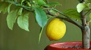 Limon ağaçlarınızın ençok suyu isteyeceği dönem bahar ve yaz aylarıdır.fazla sulamadan muhakkak kaçınılmalıdır.fazla sulam bitki yapraklarının sararmasını ve kök çürüklüğü olmasına sebeb olur. Evde Yetistirmesi Cok Kolay Ve Zevkli Olan Sahane Bitki Limon Agaci Eksi Seyler