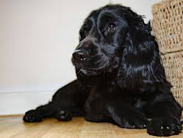71 089 просмотров 71 тыс. Do Cocker Spaniels Shed Cocker Spaniel Shedding 2020