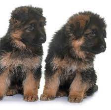 Find The Puppy Of Your Dreams At Puppyland Pets For Sale Puppies Pets