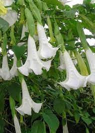 Batu akik kecubung berbeda dengan yang lain, karena ini adalah sarana alamiah yang berkhasiat untuk pengasihan, meningkatkan daya tarik, pesona, wibawa dan kharisma secara alami. Kecubung Hutan Wikipedia Bahasa Indonesia Ensiklopedia Bebas