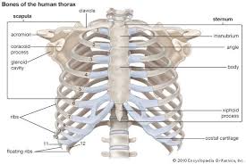 Rib cage anatomy, labeled vector illustration diagram. Human Skeletal System Anatomy Human Ribs Thoracic Cavity Thoracic Cage