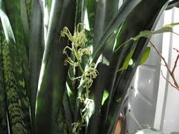 Image result for Equilabium masukense