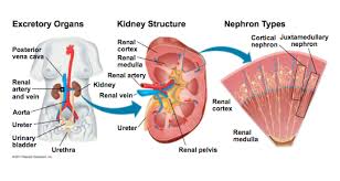 Excretory Organs Kidney Structure Nephron Types Diagram Quizlet