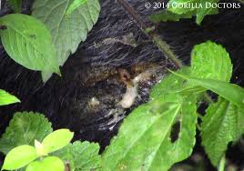 Image result for Mimulopsis arborescens