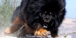 9 Fascinating Facts You Didn T Know About Tibetan Mastiffs