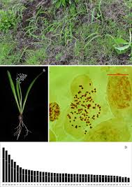 Image result for Ledebouria revoluta