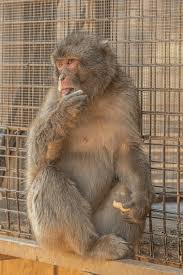 Image result for monkey caged