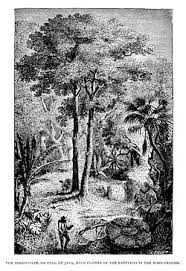 Image result for Antiaris toxicaria