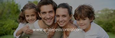 We are experts in pest extermination with excellent dependability. Best Pest Control In Wichita Ks Mapquest