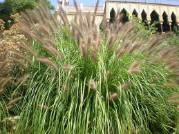 Pennisetum Cola De Plumas O Cola De Zorro Cuidados