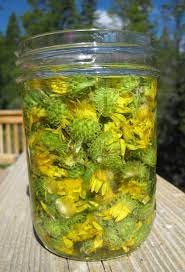 Brown cudweed — see green/brown flowers. Expectorating With Sticky Gumweed Wild Food Girl