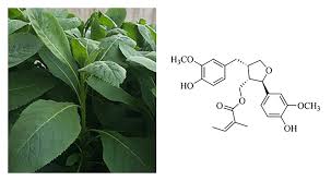 Image result for Laggera crispata