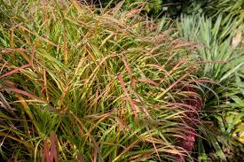 Image result for Panicum gilvum