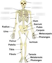 Learn vocabulary, terms, and more with flashcards, games, and other study tools. Intro To Health And Med Skeletal System Part 1 Diagram Quizlet
