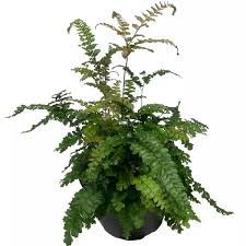 Image result for Adiantum hispidulum