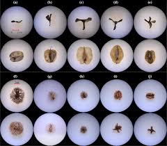 Image result for Zygophyllum leucocladum