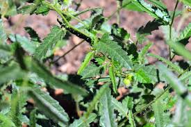 Image result for Tragia rupestris