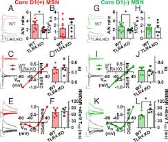 Between cocaine doses, or when the use of cocaine is interrupted, the drug user experiences the opposite of pleasure, due to the low levels of dopamine: Toll Like Receptor 4 Deficiency Alters Nucleus Accumbens Synaptic Physiology And Drug Reward Behavior Pnas