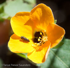 Image result for Anthericopsis sepalosa