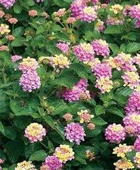 The citronella plant produces an oil that is an effective insect repellant. Mosquito Repellent Lantana Camara Flowering Plants Clovers Garden