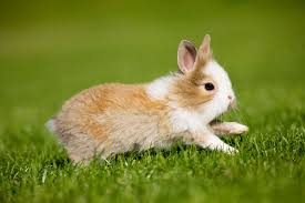 A friend in work has sugested i have him done but i dont want him to go thru that if he doesnot need it. Understanding Rabbit Behavior
