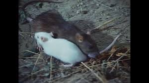 Willard (1971): Two Takes « disorientations.com