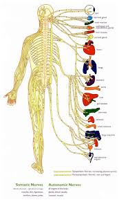 Human nervous system medical vector illustration diagram with parasympathetic and sympathetic nerves and all connected inner organs through brain and spinal cord. Central Nervous System Diagram For Kids Nervous System Anatomy Human Nervous System Chiropractic Adjustment