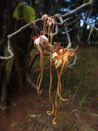 Image result for Strophanthus eminii