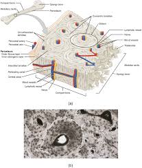 Area between the diaphysis and epiphysis at both ends of the bone. Bone Structure Anatomy And Physiology