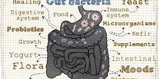 The Microbiome And Celiac Disease The Role Of Gut Bacteria Amy Burkhart Md Rd