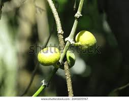 Image result for Ficus exasperata
