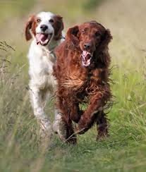 Share on facebook share on twitter. 10 Cool Facts About Irish Setters Mom Com