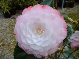 Camellia Japonica Desire The Garden Of Eaden Pretty Flowers Camellia Wonderful Flowers