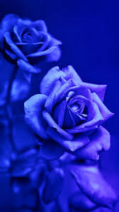 They can be used as wallpaper for your desktop, a screensaver for your mobile phone, a bouquet of several kinds of flowers. Blue And Pink Rose Wallpapers 4k Hd Blue And Pink Rose Backgrounds On Wallpaperbat