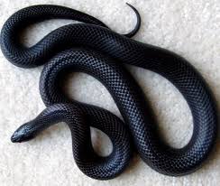 Black And White Snake Dream Meaning In Islam Chernaya Mamba Kukuruznaya Zmeya Zmeya