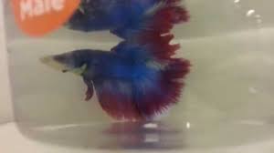 This care sheet can cover the needs of other species. Betta Fish At Petco Youtube