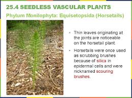 We did not find results for: Chapter 25 Seedless Plants Chapter Outlines 25 1