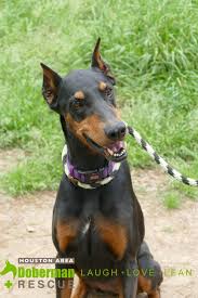 However, free doberman dogs and puppies are a rarity as rescues usually charge a small adoption fee to cover their expenses (usually less than $200). Pin On Dogs For Adoption