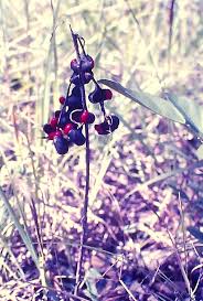 Image result for Erythrina baumii