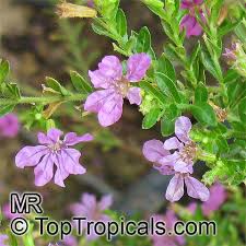 Image result for Cuphea hyssopifolia
