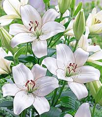 Lilie Eyeliner Lilien Bei Baldur Garten Lilien Lilien Blumen Lilien Pflanzen
