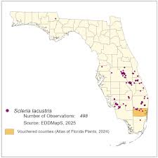 Image result for Scleria lacustris