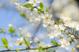 La pianta è conosciuta abbastanza bene in quasi tutte le regioni italiane per le sue qualità mangerecce per cui tanti sono i nomi volgari; Immagini Stock Primavera Bella Melo In Fiore O Ciliegio Rami Priorita Bassa Di Primavera Avvicinamento Primavera Ramo Di Un Albero Con Fioritura Piccoli Fiori Bianchi Su Sfondo Bokeh Image 76391855