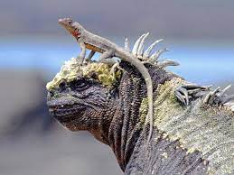 The reason why the galapagos islands animals are so friendly is the fact that there has never been a predator on the islands threatening them, so they know they are not in danger and don't need to stay. Galapagos Islands Vacation Gives Glimpse Of Amazing Wildlife Magazine Articles Wwf